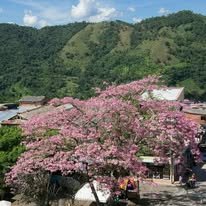 guayacan rosado san luis